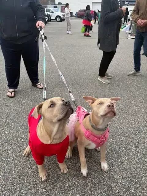 Hyannis Honda Trunk or Treat