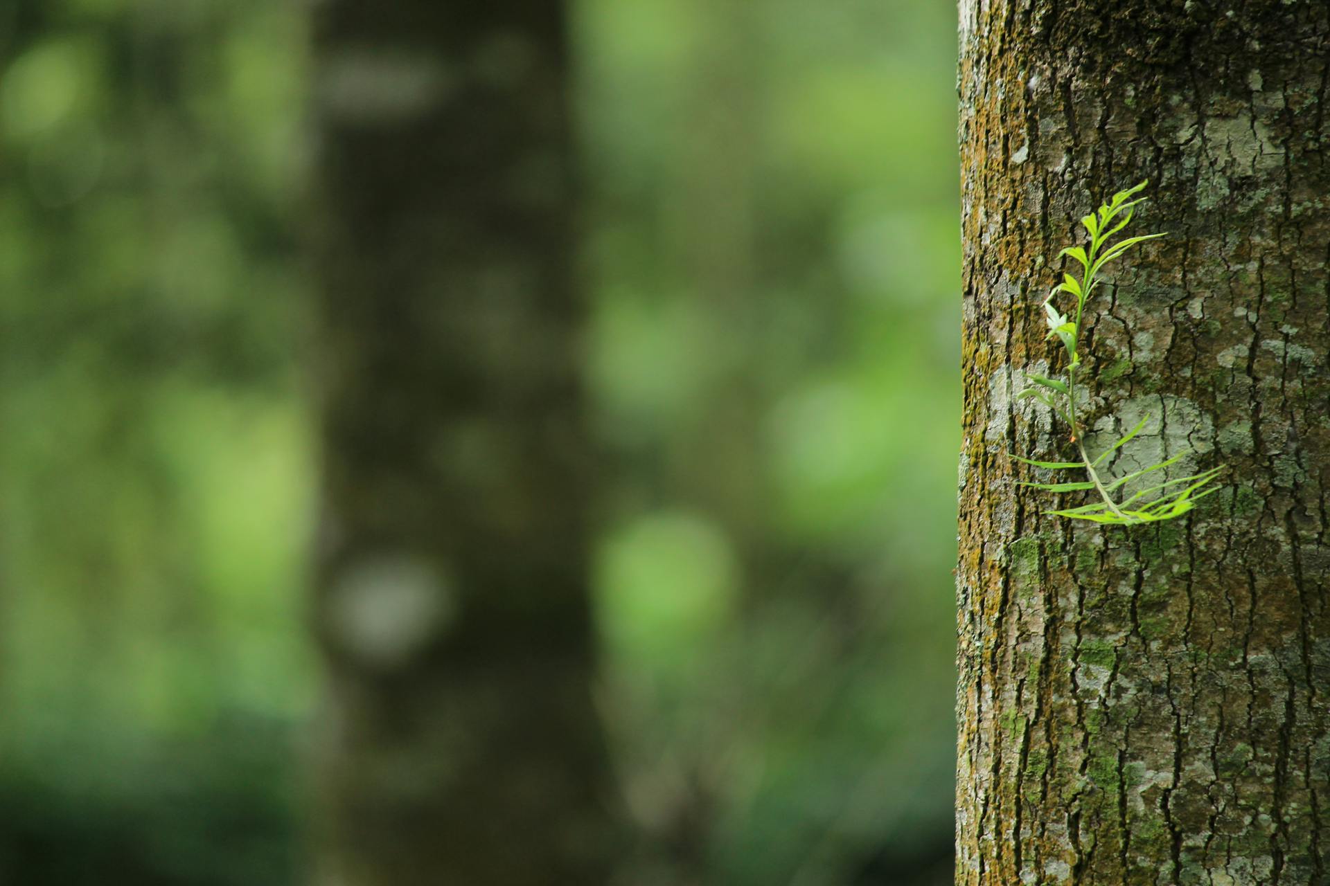 Heat Pump HVAC systems help protect our Cape Cod environment.
