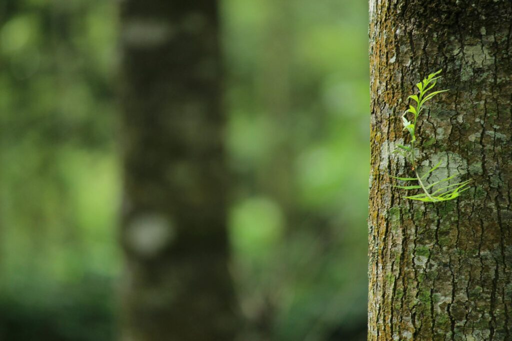 Heat Pump HVAC systems help protect our Cape Cod environment.